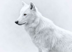 wolfsheart-blog:  White on white by Pedro