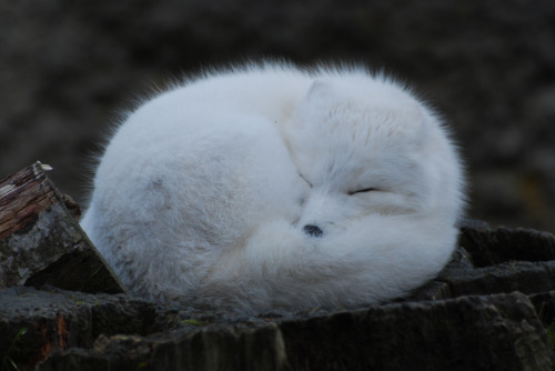 everythingfox: Arctic Fox Ball ❄ (Or a snowball? ) Photo by OnceAndFutureLaura