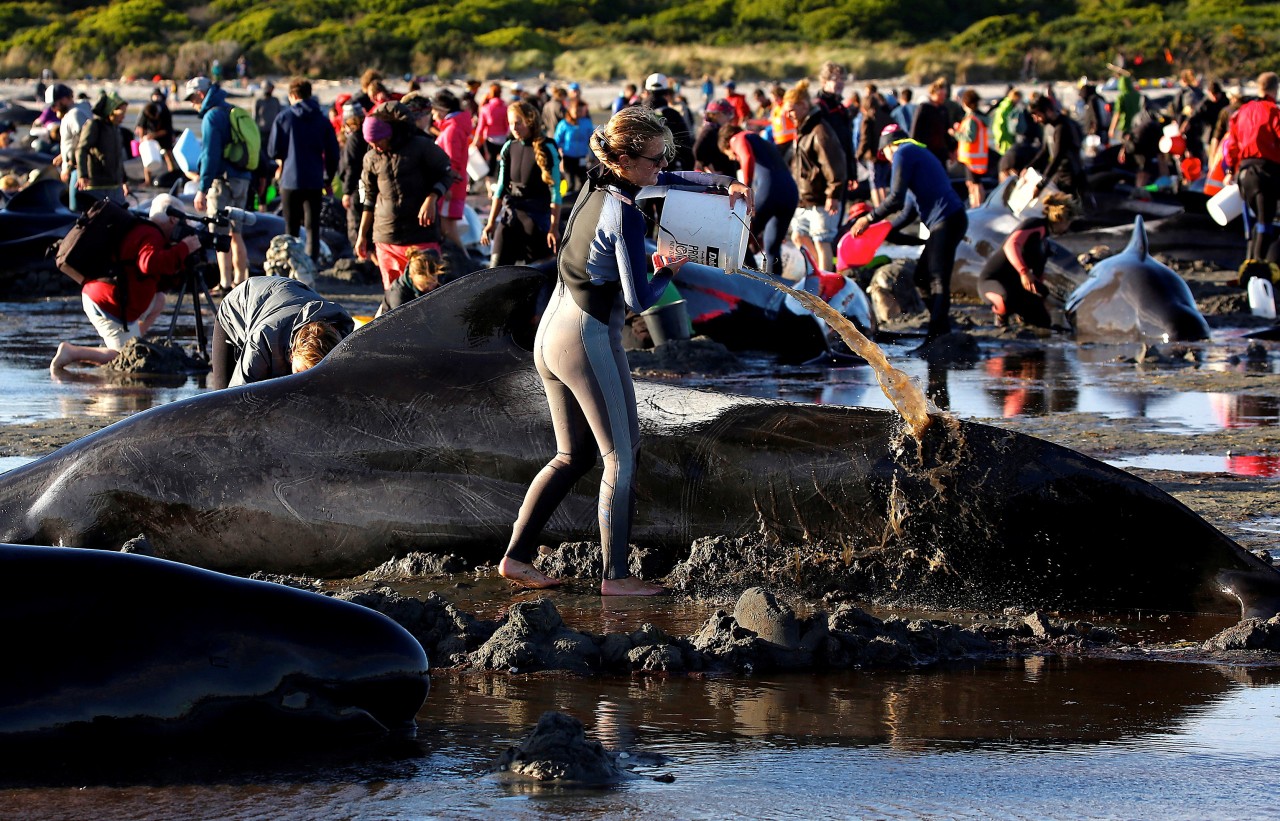 Cientos de ballenas encalladas en la costa de Nueva Zelanda.
Más de 400 ballenas encallaron este viernes en una playa de Nueva Zelanda y la mayoría murió a pesar de los esfuerzos por salvarlas. Andrew Lamason, portavoz del departamento de Medio...