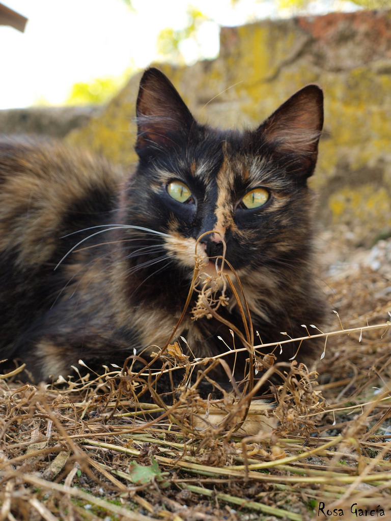 mostlycatsmostly:  dePaseo - Gatete (by Rosa García) 