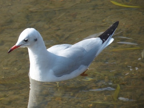 ユリカモメ　black-headed gullTown Birds ～ 街の鳥 ArchiveTown Sparrow ～ 街のすずめ　Archive