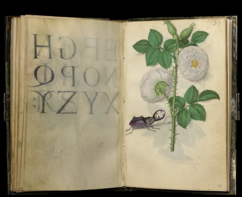 Master of Claude de France, Book of Flower Studies, ca. 1510–1515. The Cloisters Collection, m