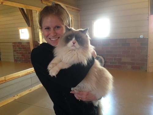 dressedupsoul:lezbebuds:littlebooklings:suaimhneas-croi:boredpanda:Yoga Studio Invites Shelter Cats 