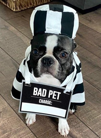 pugsandfrenchbulldogs