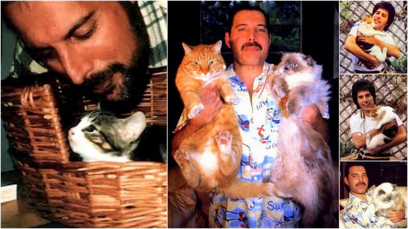 unicornempire:  the-darkest-abyss:  ultrafacts:  Freddie Mercury loved his cats,