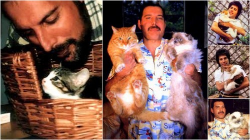 thesylverlining:ultrafacts:Freddie Mercury loved his cats, so much so that while on tour he would pe