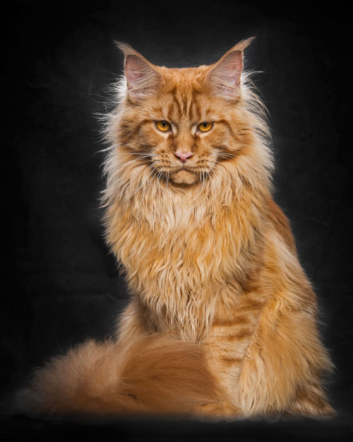 boredpanda: Mythical Beasts: Photographer Captures The Majestic Beauty Of Maine Coons