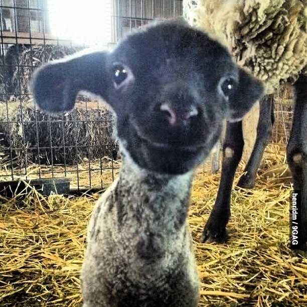 9gag:  Having a bad day? Here is a smiling lamb.
