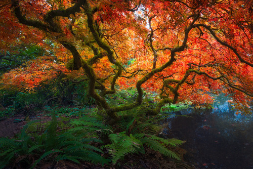 Japanese Maple @ Kubota Garden by Yanbing Shi