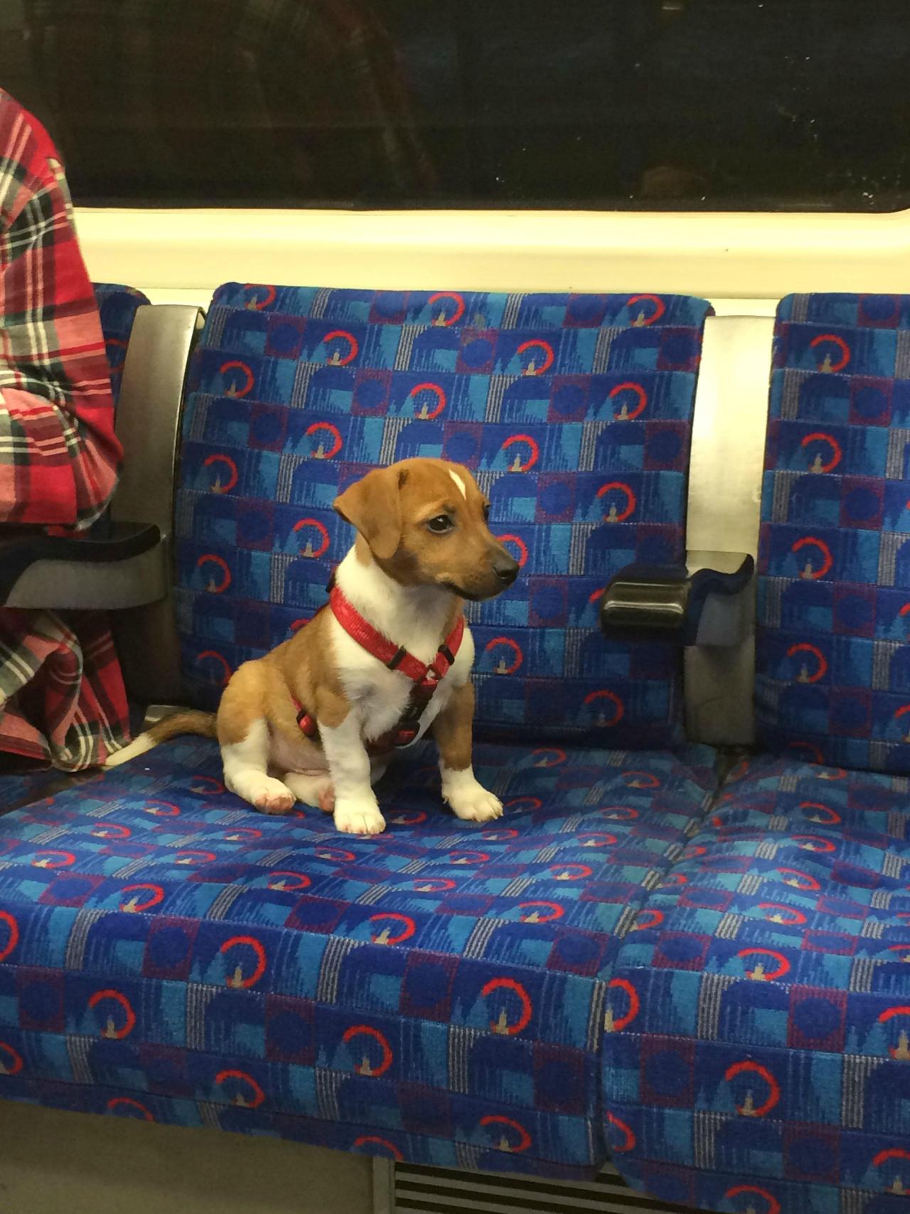 chrrist:  Spotting dogs on the tube is like finding gold at the end of the rainbow