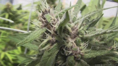 weedporndaily:  purple goodness (x)