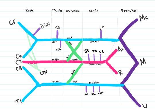 Medschoolmanic Presents: Brachial Plexus Made Easy!