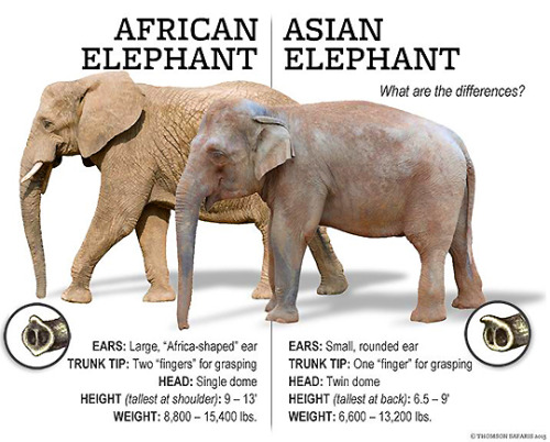 memoriesofelephants: African vs Asian Elephants: What’s the difference?