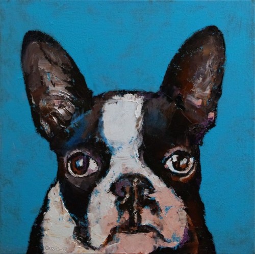 Boston Terrier