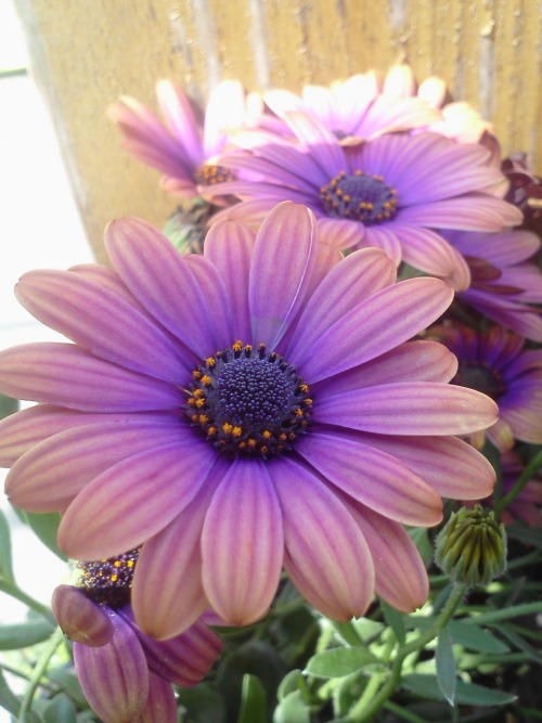 lotus-child:  A vibration of color 