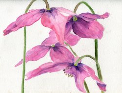 havekat:  Parachutists Watercolor On Paper 2016, 12″x 9″ Himalayan Poppies, Meconopsis cookie 
