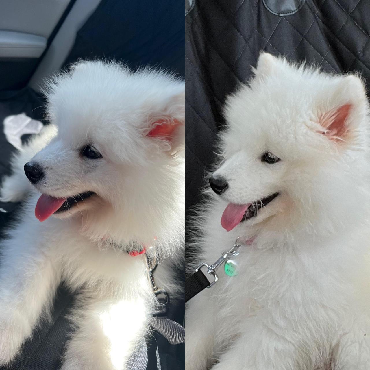 10 weeks | 14 weeks. They grow up so fast!