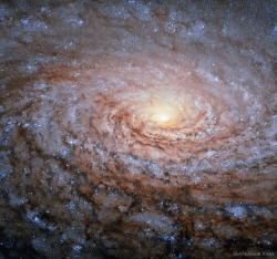 fyeahastropics:  M63: The Sunflower Galaxy