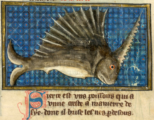 sawfish Brunetto Latini, Li Livres dou Tresor, France ca. 1315-1325.British Library, Yates Thompson 