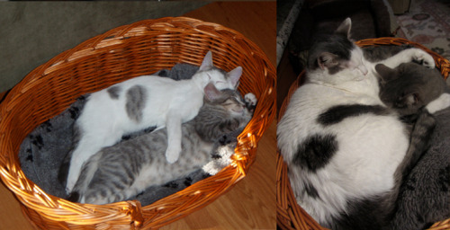 catsbeaversandducks:Cats Recreate Photos From Their Kittenhood(photos via  the dodo)