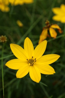 boschintegral-photo:  Tickseed (Coreopsis Verticillata)  