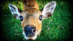 vicariousplacebo:  I love you my deer by