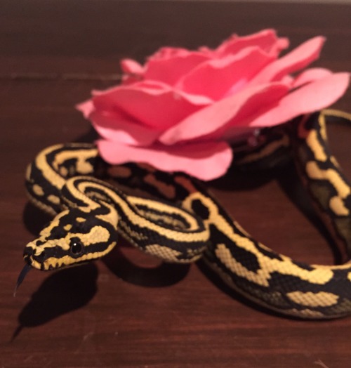 the-long-dog:moresnakes:She looks so innocent.before the chOMPThe innocence before the chompening