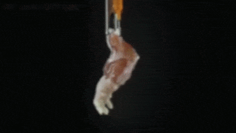 sixpenceee:  The World’s First Lab-Grown Limbs Doctors at Massachusetts General Hospital have successfully grown a rat leg in a petri dish, and it could change prosthetics forever. Harald Ott spent weeks in a lab tending to a tiny rat’s forelimb.