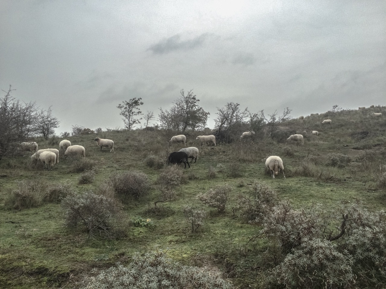kaasverhuur:  Little Moutain, 2015, Sjoerd Martens 