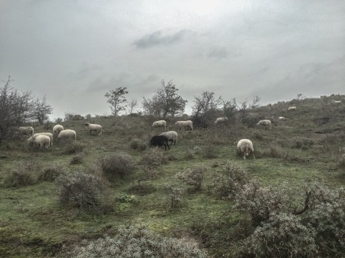 kaasverhuur: Little Moutain, 2015, Sjoerd Martens