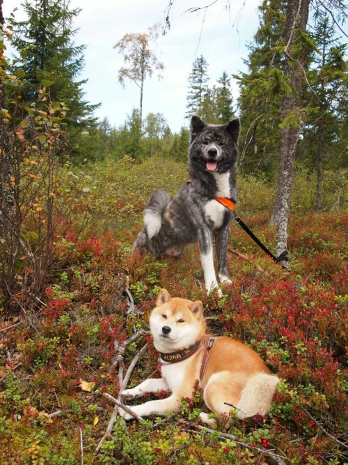 The norwegian forest trolls