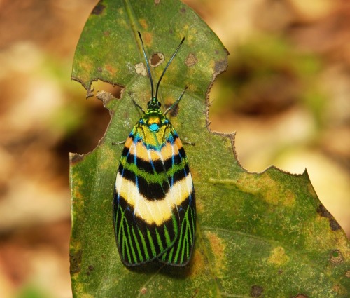 Chalcosiine Day-flying Moth (Chalcophaedra zuleika, Chalcosiinae, Zygaenidae)