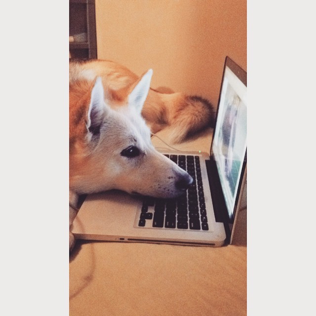 awwww-cute:  My dog Skypes my boyfriend better than I do (Source: http://ift.tt/1I9w33q)