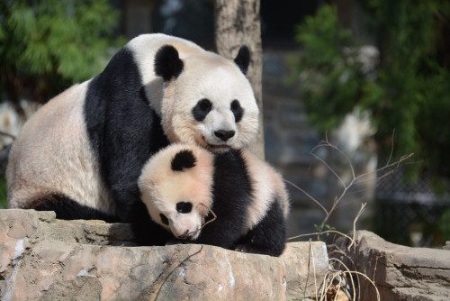 XXX giantpandaphotos:  Mei Xiang with her cub photo