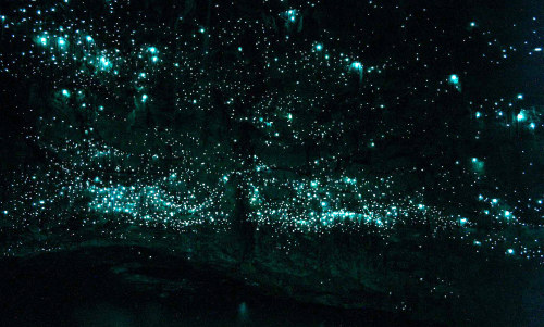 tat-art:pylore:Waitomo Glowworm Caves, New Zealand. The caves are inhabited by Arachnocampa luminosa