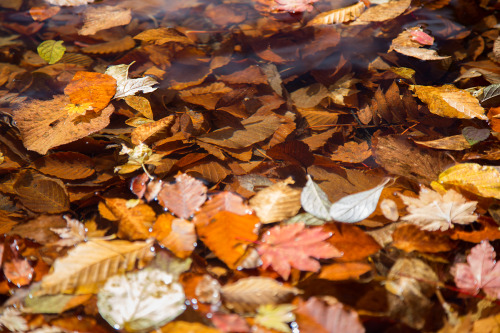 Fall Leaves沈んでいる葉と浮いている葉がどちらもある場合、in pond なのか on pond なのか、どっちなんだろう？location：鎌池（長野県小谷村）