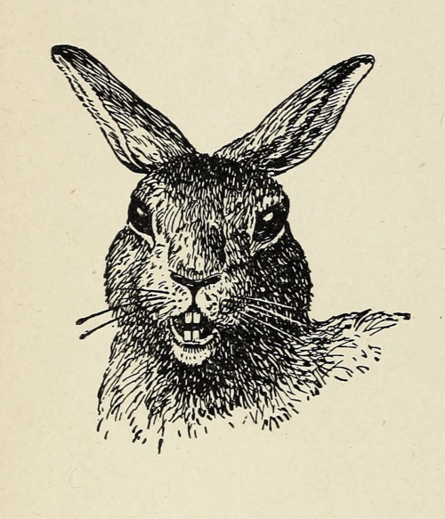 nemfrog:Rabbit face. Science Readers: Book II. 1897.Internet Archive