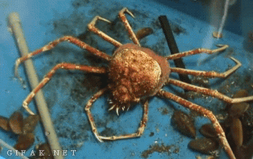 blondebrainpower:Timelapse of a spider crab