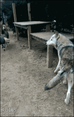 Onessmokin:  4Gifs:  That Moment When You Hope The Wolf Isn’t Too Hungry. [Via]