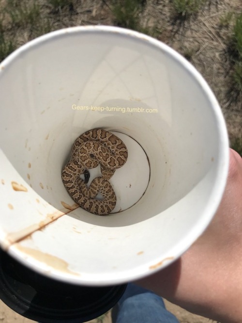 followthebluebell:  gears-keep-turning: Picked up a used coffee cup to throw in the trash. Heard something slide in it and nearly shat myself. I’m so sorry little miss, but I have to throw away your little house. reach into your local cup and u will