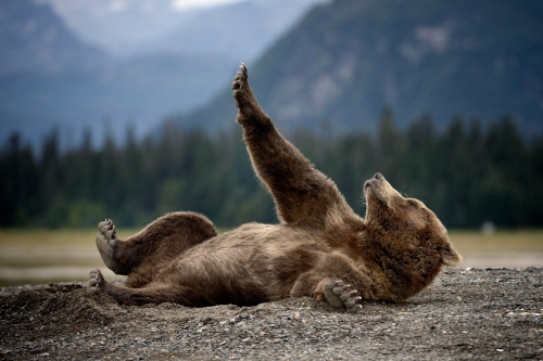 tehriz:awkwardsituationist:thespian bear hams it up for the camera. photos by olav thokle in alaska’