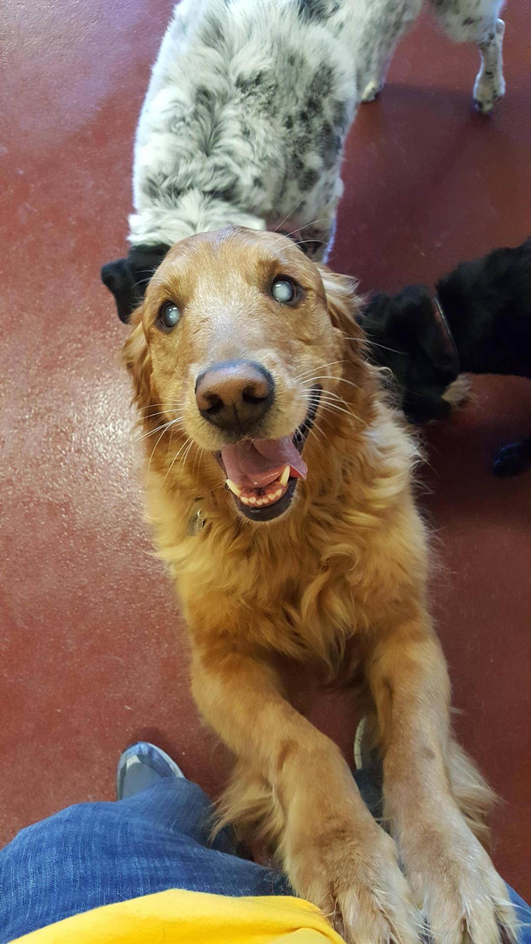 awwww-cute:  I work at a dog daycare. This is Dakota, a complete blind golden retriever.