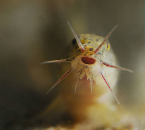 coolfishnetwork: who doesn’t love dojo loaches?
