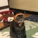catasters: