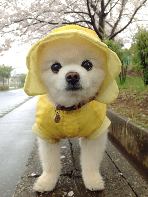 yuiru:  雨ニモマケズ 雨ん歩へ。