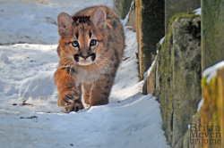 magicalnaturetour:  Baby Pumas 1 & 2