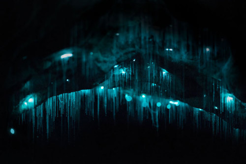 boredpanda: Long Exposure Photos Of Glowworms Turn New Zealand Cave Into Starry Night