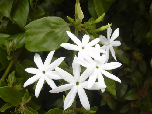 oneidabear:Starry Wild Jasmine[ Jasminum Multipartitum ]       Family: Tribe Jasmineae [ Oleaceae ]C