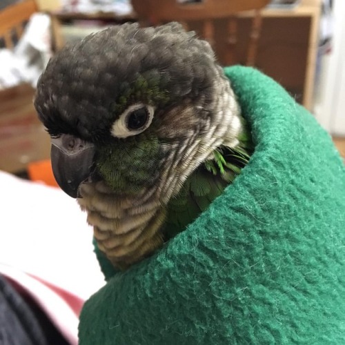 Matcha staying nice and warm#matcha #matchamanju #conure #greencheekconure #parrot #birdsofinstagr