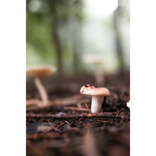 Itty bitty guy #mushroom #mushrooms #mushroomspotting #mushroomhunting #foraging #shroom #shroomatno
